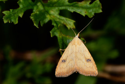 Straw Dot, Rivula sericealis 4