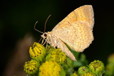 Yellow Shell, Camptogramma bilineata, Okkergul Bladmåler 4