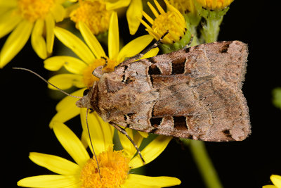 Double Square-spot, Xestia triangulum, Sortplettet Jordugle 1