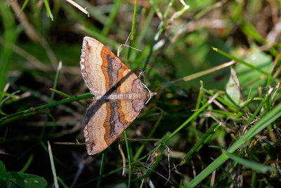 Shaded Broad-bar, Scotopteryx chenopodiata, Almindelig Spidsvingemåler 3
