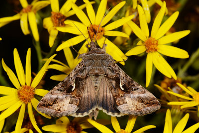 Silver Y, Autographa gamma, Gammaugle 5