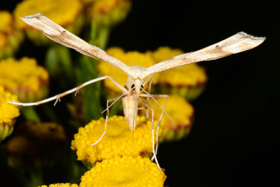 Gillmeria ochrodactyla 1