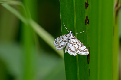 Beautiful China-mark, Nymphula nitidulata, Lille Porcelnsml 1