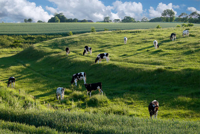 Summer calves