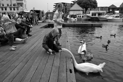 Feeding the swans