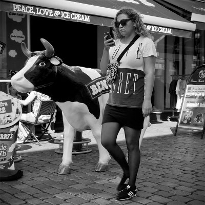 Text chick and a cow
