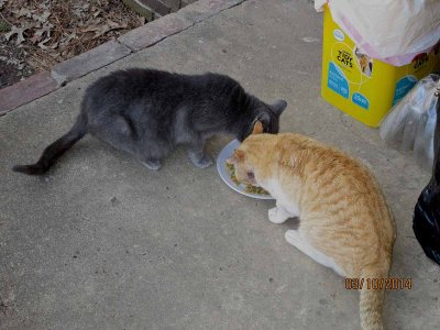 Barney and Blue Two