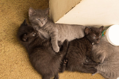 Chau Kittens April 2014