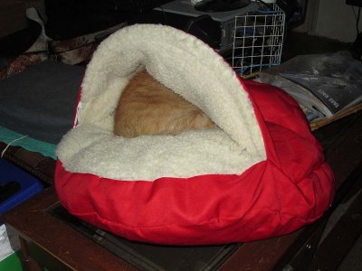 Ambrose in her bed.