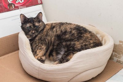 Britney happy in her new bed.