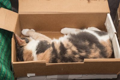 Jackie happy in her box.