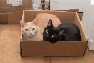 Sylvester and Ming happy in their box together.