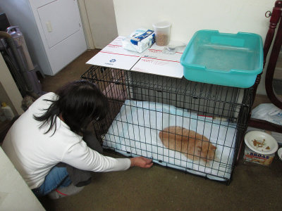 Barney inside in cage to recuperate 