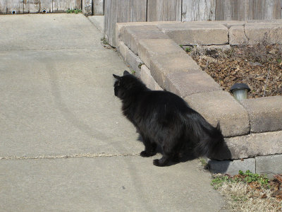 Cat outside Old Country Store