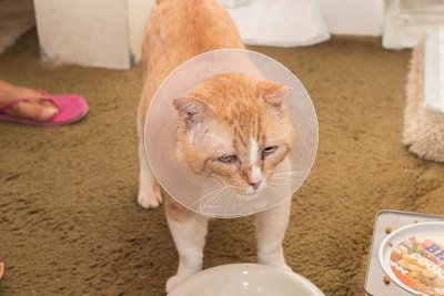 Barney with cone