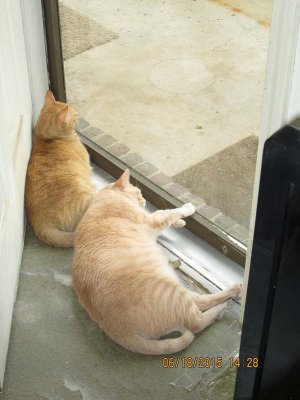 Ambrose and Sylvester at door.