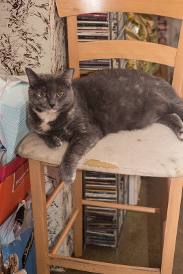 Blue in Alfredo's work chair