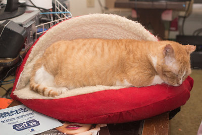 Barney in his bed