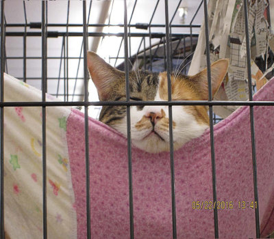 Calico at Tractor Supply IMG_4125.jpg