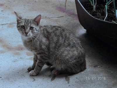 New kitty, Melanie PICT0005.jpg
