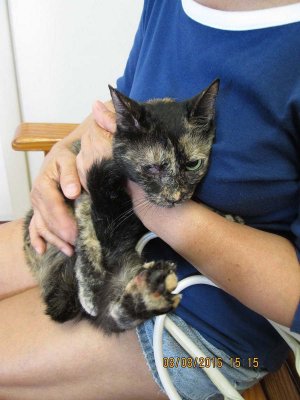 Had to put to sleep due to feline leukemia IMG_4745.jpg
