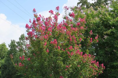 IMG_0901.jpg