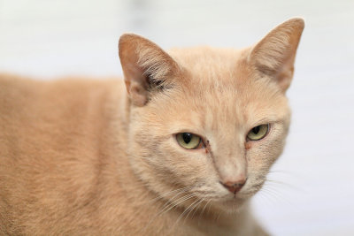 Sylvester IMG_4632.jpg