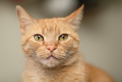 Ambrose IMG_4634.jpg