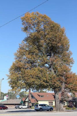 IMG_2179.jpg