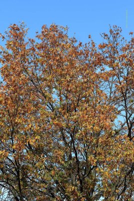 IMG_2197.jpg