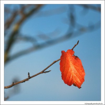 IMG_4175.jpg