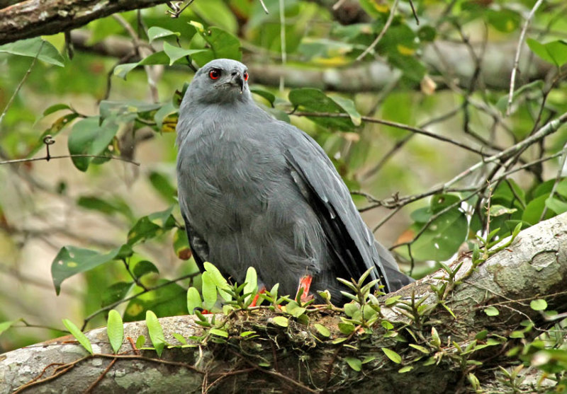 Crane Hawk