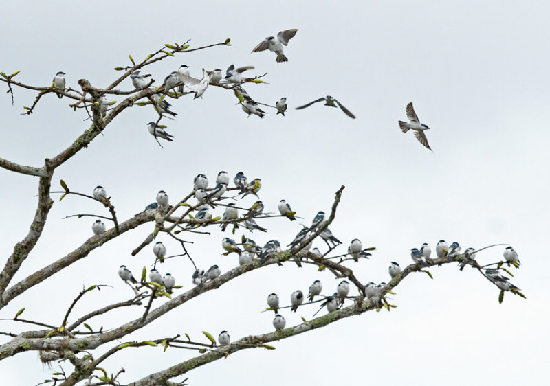 White-winged Swallow