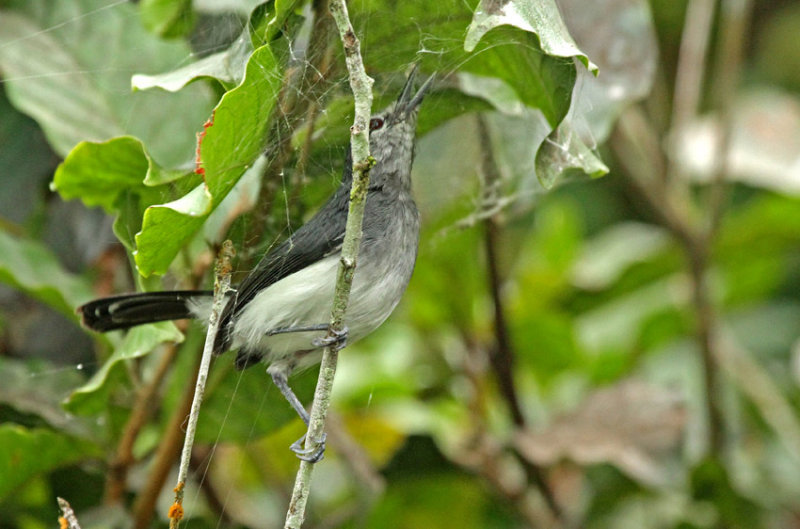 Slate-throated Gnatcatcher