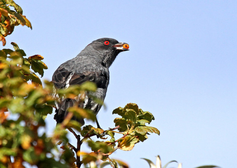 Red-crested Cotinga