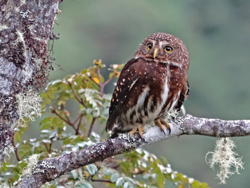 Andean Pygmy-Owl