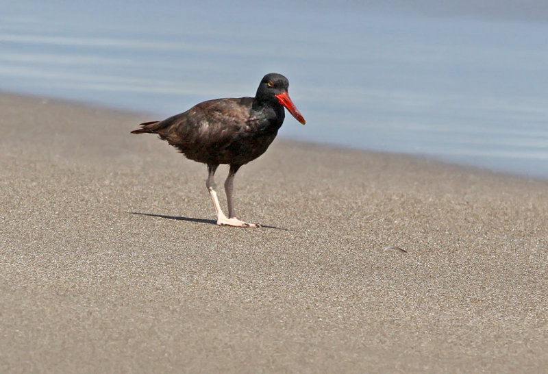 Blackish Oystercatcher