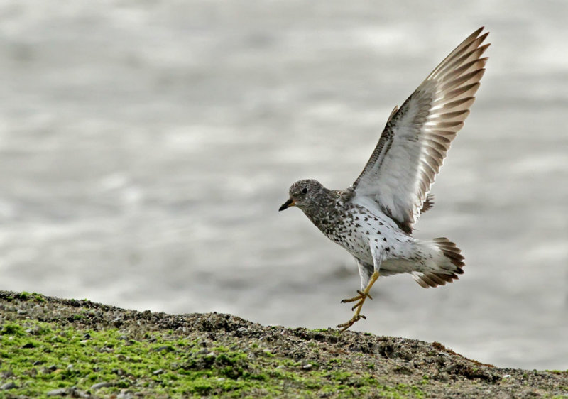 Surfbird