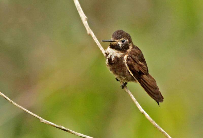 Purple-backed Sunbeam