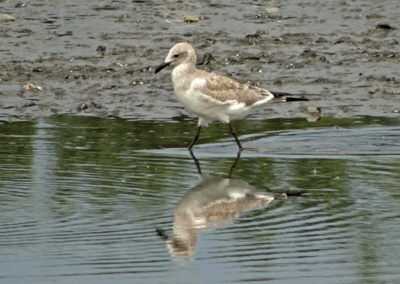 Laughing Gull