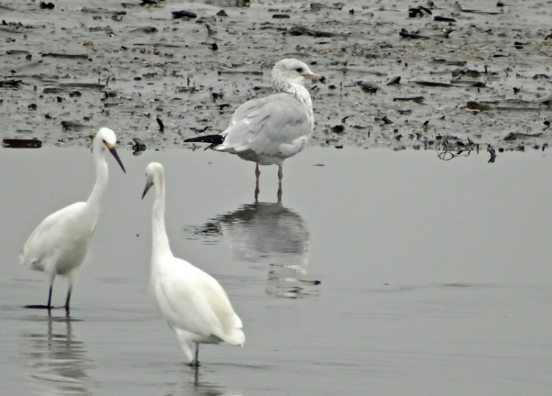 Ring-billed Gull