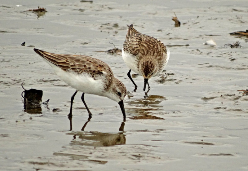 Semipalmated and Western Sandpipers