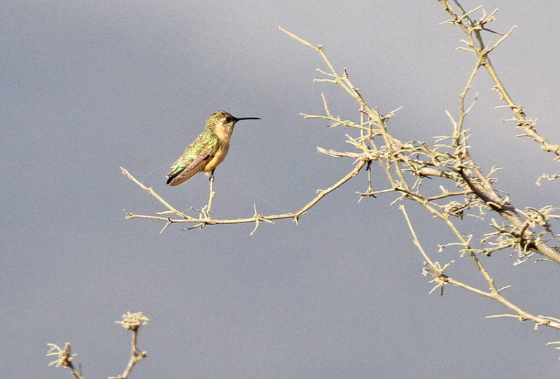 Short-tailed Woodstar