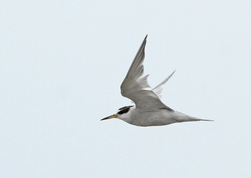 Peruvian Tern