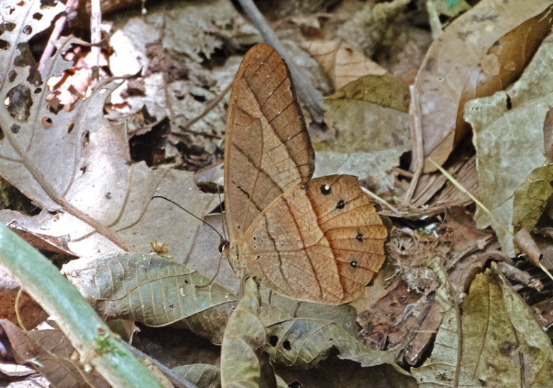 Butterfly Bombuscara