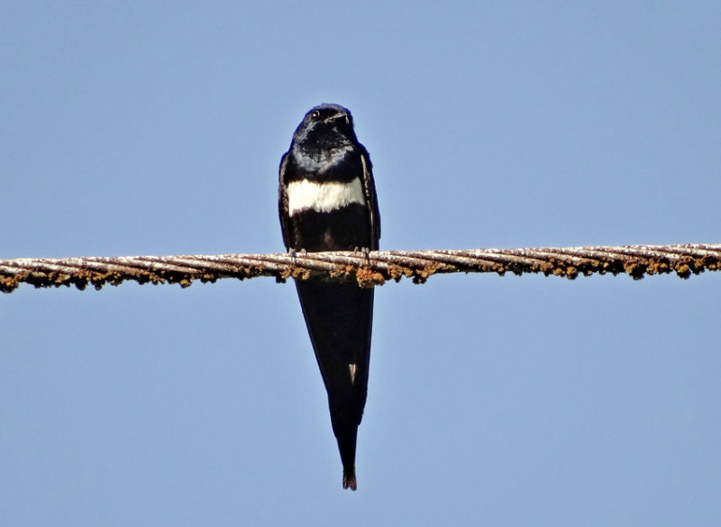 White-banded Swallow