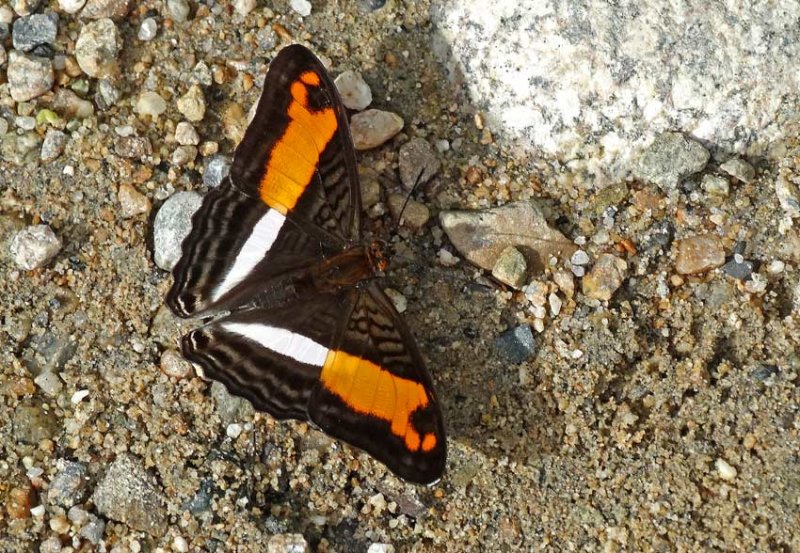 Adelpha cocala