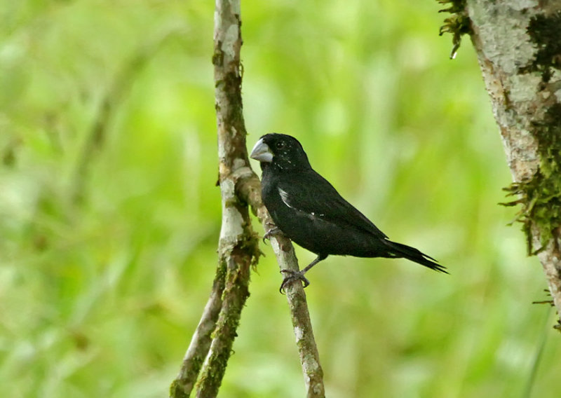 Large-billed Seed-Finch