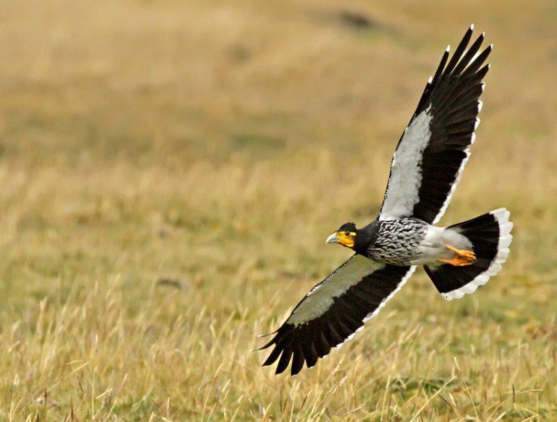 Carunculated Caracara