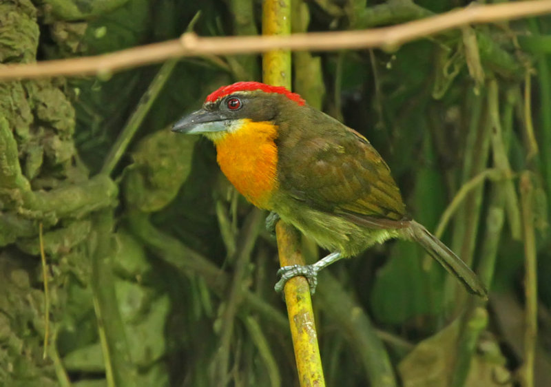 Scarlet-crowned Barbet